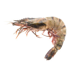 Seafood Tiger Shrimps Sample